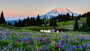 Mt Rainier
